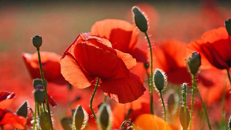 Kırların narin çiçeği gelincik otu, doğru kullanılmadığında zehirli etkiler gösterebiliyor.