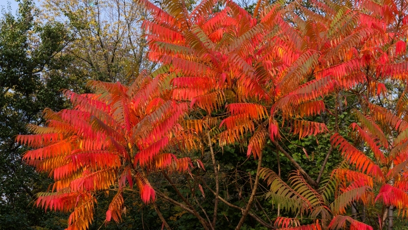Geç Fark Ediliyor, Bir Dokunuşla Cildi Parçalıyor! Bu Bitkiye Temas Eden Aylarca Tedavi Görüyor 5 45 - Marmara Bölge Gazetesi