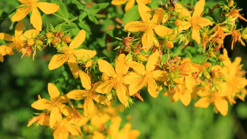 Ciltte Yanık, Vücutta Zehir! Sarı Kantaron Bitkisini Sakın Gelişigüzel Kullanma! 5 50 - Marmara Bölge Gazetesi