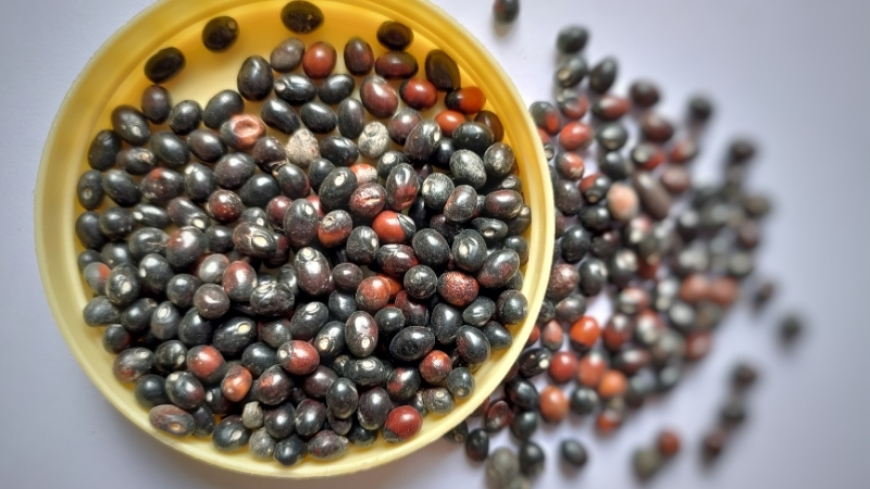 Bu Bitkinin Tohumları Takı Olarak Satılıyor, Güzelliği Büyülüyor, İçindeki Zehir 72 Saatte Tüm Organları Çökertiyor! 5 55 - Marmara Bölge Gazetesi