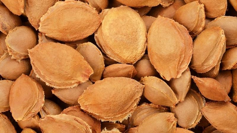 Doğal sanılıp tüketilen bu çekirdek, vücutta siyanüre dönüşebiliyor. Bir tanesi