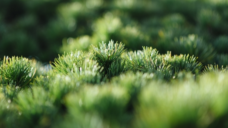 Karın ve Böbrek Ağrısı, Kalp Çarpıntısı, Cilt Yanması: Şifa Diye Bilinen Bu Ağaç Sizi Zehirliyor 5 64 - Marmara Bölge Gazetesi