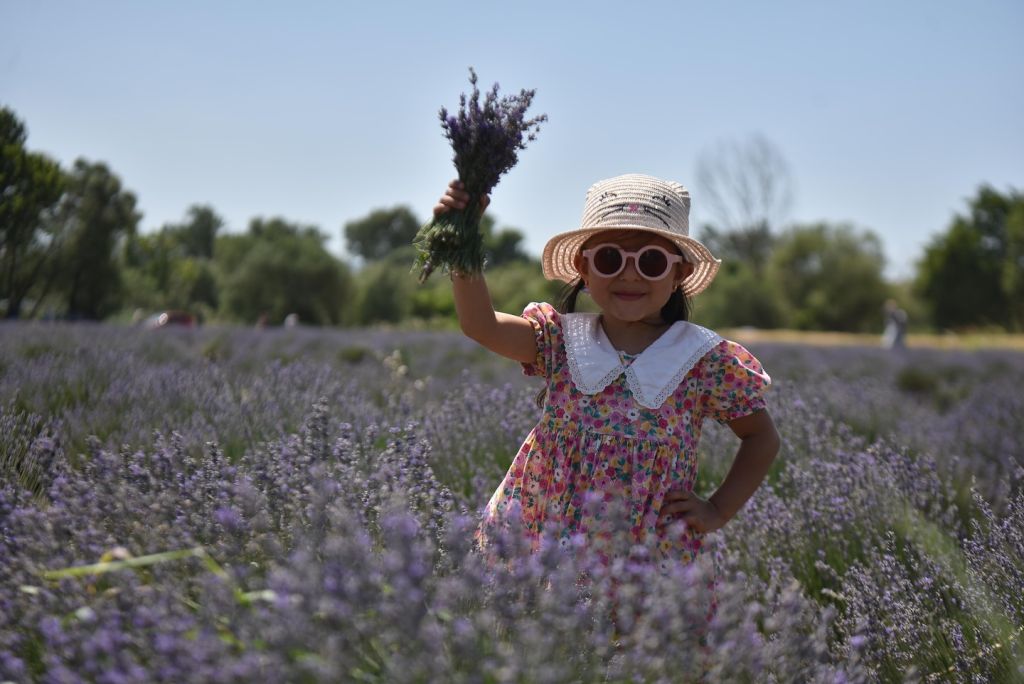 Balıkesir’in Altıeylül ilçesi, yaz mevsimini morun büyüsüyle karşılıyor. Nergis Lavanta