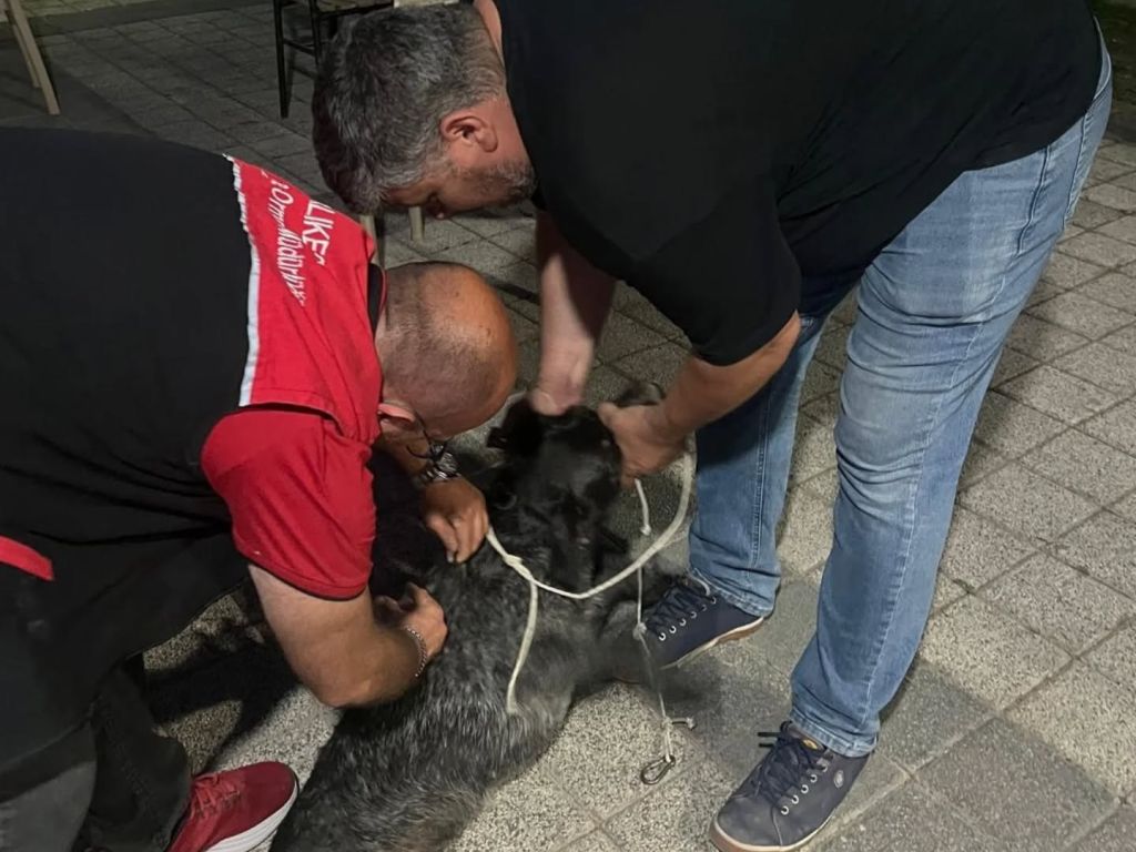 Balıkesir’in Havran ilçesinde düzenlenen toplu kuduz aşısı uygulaması, Avcılar Kulübü’nde