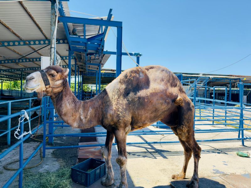 Kurban Bayramı öncesi Balıkesir’de canlı hayvan pazarı hareketlendi. Vali İsmail