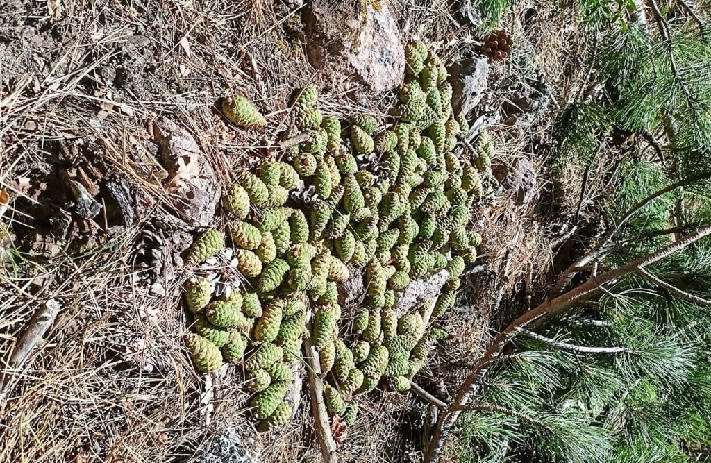 Sındırgı’daki Karaçam ormanlarında yapılan kozalak sayımı, 2025’in bol tohum yılı