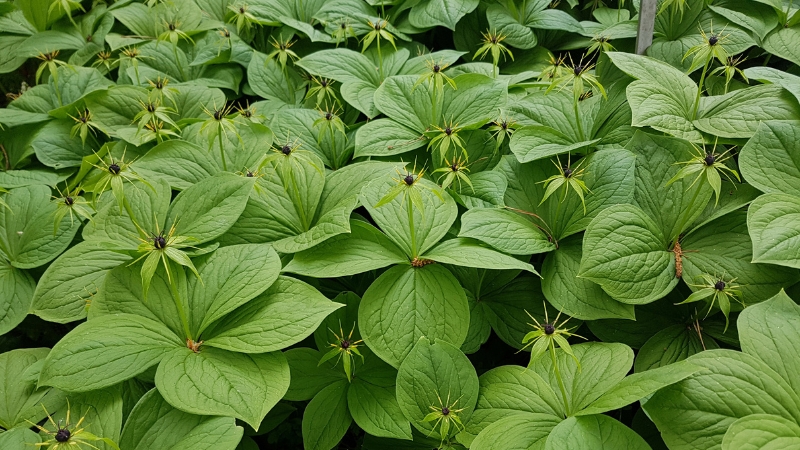 Zararsız görüntüsüne aldanmayın! Paris quadrifolia, doğada karşılaşabileceğiniz en tehlikeli bitkilerden
