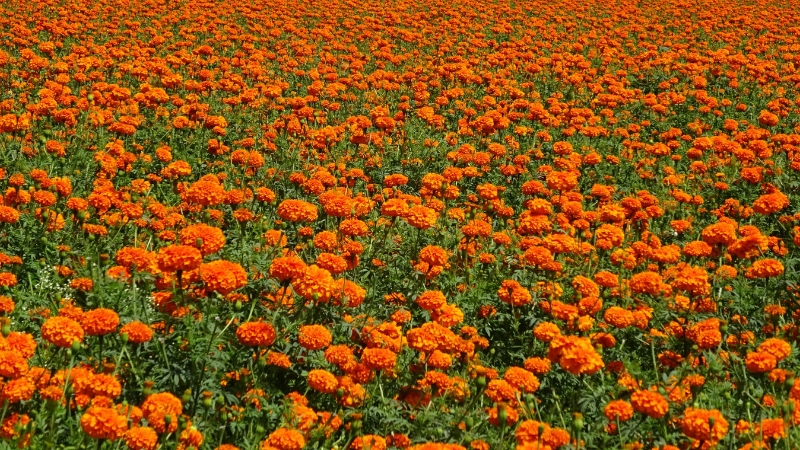 6 15 - Marmara Bölge Gazetesi