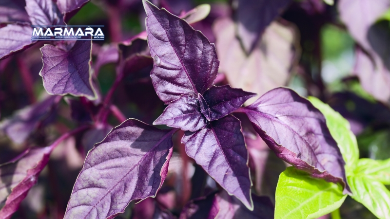 Reyhan bitkisi, bağışıklığı güçlendirmeden stresi azaltmaya, sindirimi kolaylaştırmadan cilt sağlığını