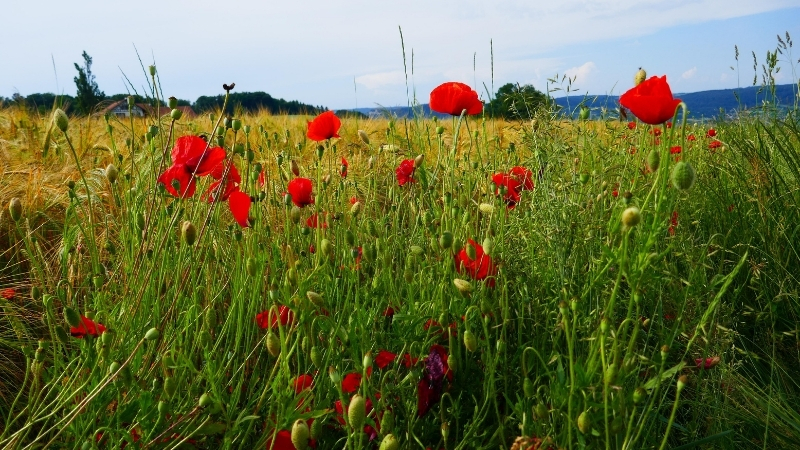 6 36 - Marmara Bölge Gazetesi
