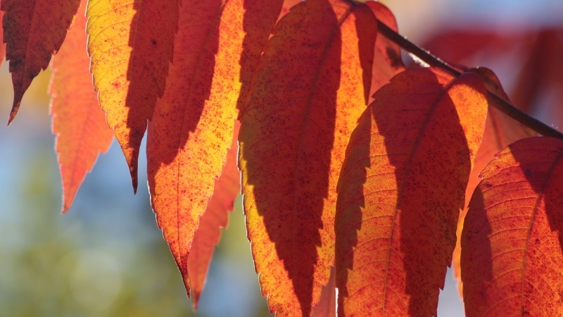 Geç Fark Ediliyor, Bir Dokunuşla Cildi Parçalıyor! Bu Bitkiye Temas Eden Aylarca Tedavi Görüyor 6 40 - Marmara Bölge Gazetesi
