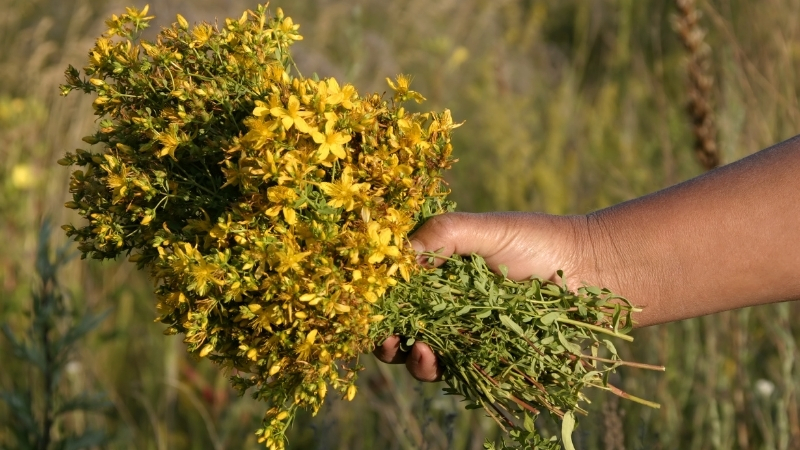Ciltte Yanık, Vücutta Zehir! Sarı Kantaron Bitkisini Sakın Gelişigüzel Kullanma! 6 45 - Marmara Bölge Gazetesi