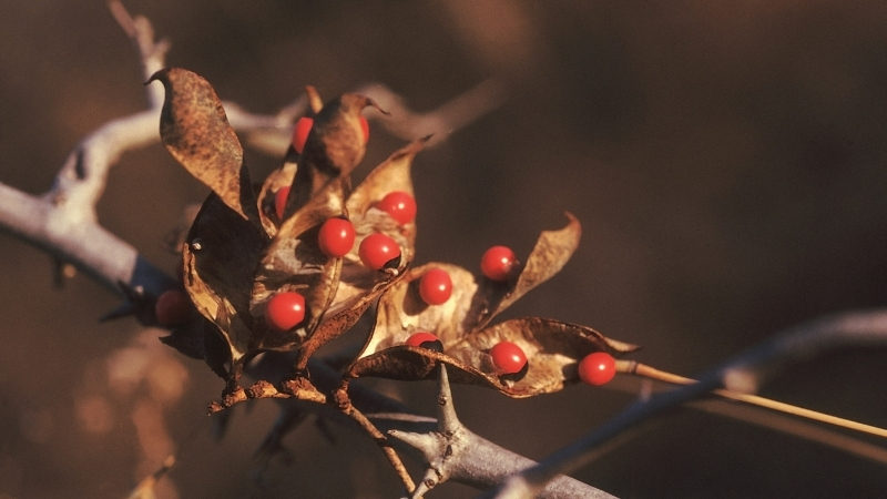 Bu Bitkinin Tohumları Takı Olarak Satılıyor, Güzelliği Büyülüyor, İçindeki Zehir 72 Saatte Tüm Organları Çökertiyor! 6 50 - Marmara Bölge Gazetesi