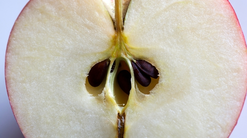 Elmanın sağlık açısından sayısız faydası olduğu bilinirken, çekirdeğiyle ilgili yapılan