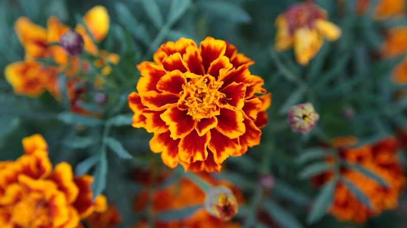 7 12 - Marmara Bölge Gazetesi