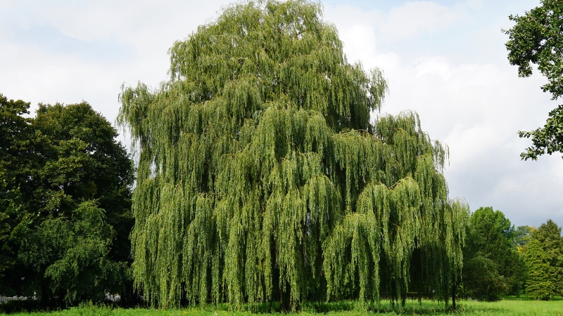 Hem ölümsüzlüğün hem de cinlerin simgesi olarak anılan söğüt ağacı,