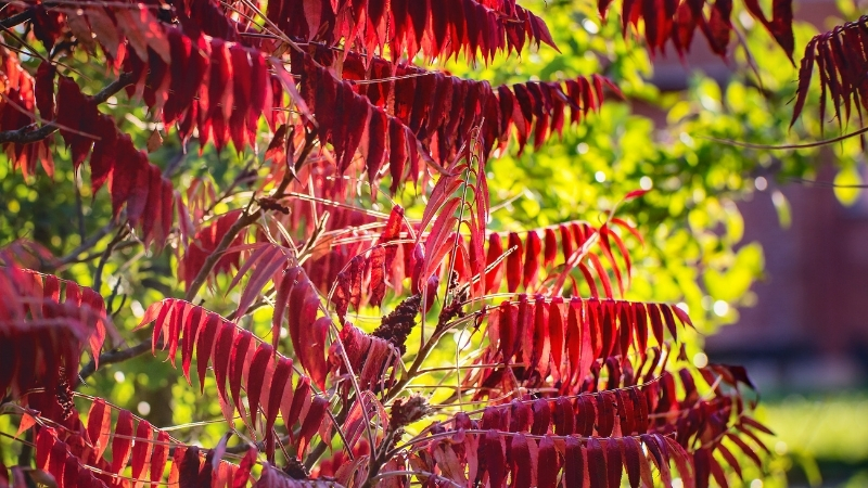 Geç Fark Ediliyor, Bir Dokunuşla Cildi Parçalıyor! Bu Bitkiye Temas Eden Aylarca Tedavi Görüyor 7 30 - Marmara Bölge Gazetesi