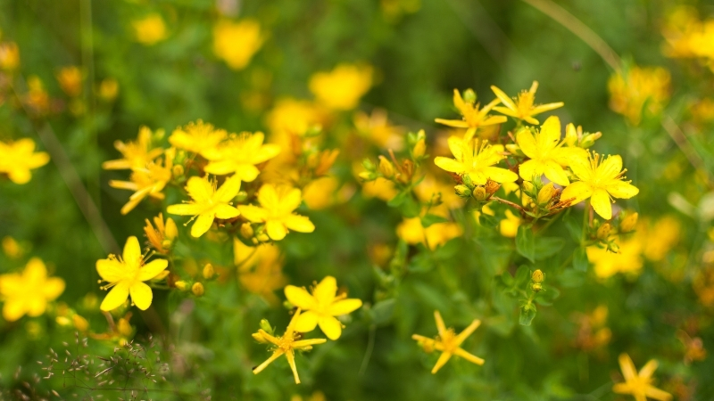 Ciltte Yanık, Vücutta Zehir! Sarı Kantaron Bitkisini Sakın Gelişigüzel Kullanma! 7 35 - Marmara Bölge Gazetesi