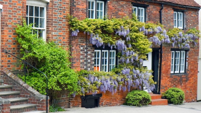 Görünüşüyle büyüleyen Mor Salkım çiçeği (Wisteria), sanıldığı kadar masum değil.