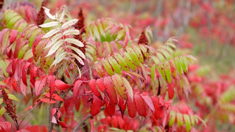 Geç Fark Ediliyor, Bir Dokunuşla Cildi Parçalıyor! Bu Bitkiye Temas Eden Aylarca Tedavi Görüyor 8 18 - Marmara Bölge Gazetesi