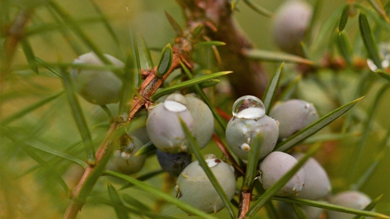 Karın ve Böbrek Ağrısı, Kalp Çarpıntısı, Cilt Yanması: Şifa Diye Bilinen Bu Ağaç Sizi Zehirliyor 8 27 - Marmara Bölge Gazetesi