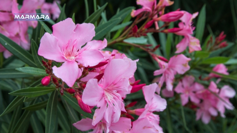 Göz alıcı çiçekleriyle büyüleyen zakkum ağacı, görünüşünün aksine ölümcül bir