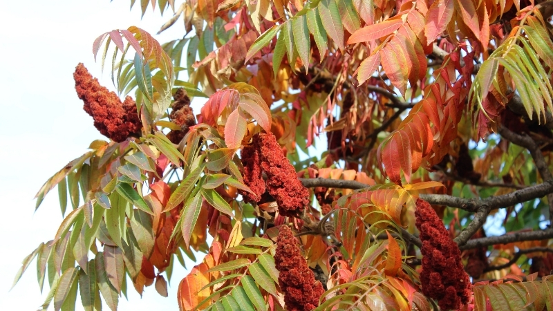 Geç Fark Ediliyor, Bir Dokunuşla Cildi Parçalıyor! Bu Bitkiye Temas Eden Aylarca Tedavi Görüyor 9 11 - Marmara Bölge Gazetesi