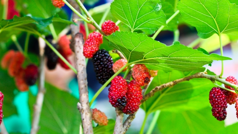 Yüzyıllardır kulaktan kulağa yayıldı, nesilden nesile aktarıldı: “Dut ağacının altına