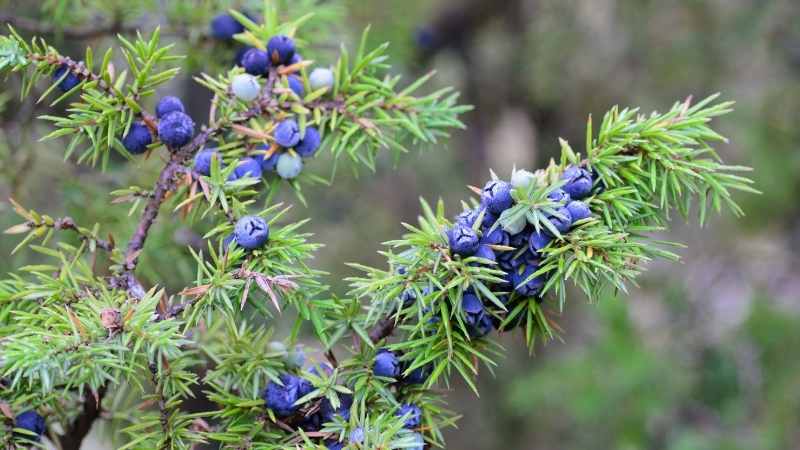 Karın ve Böbrek Ağrısı, Kalp Çarpıntısı, Cilt Yanması: Şifa Diye Bilinen Bu Ağaç Sizi Zehirliyor 9 19 - Marmara Bölge Gazetesi