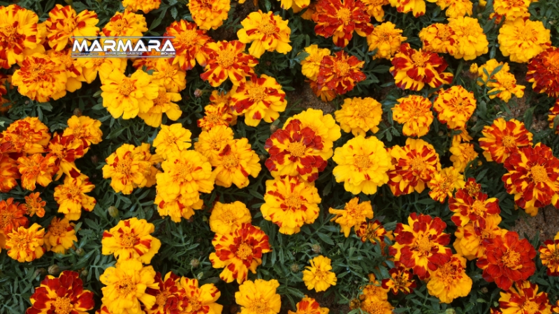 Rengârenk görünümüyle süs bitkisi sanılsa da kadife çiçeği, zararlı böceklere