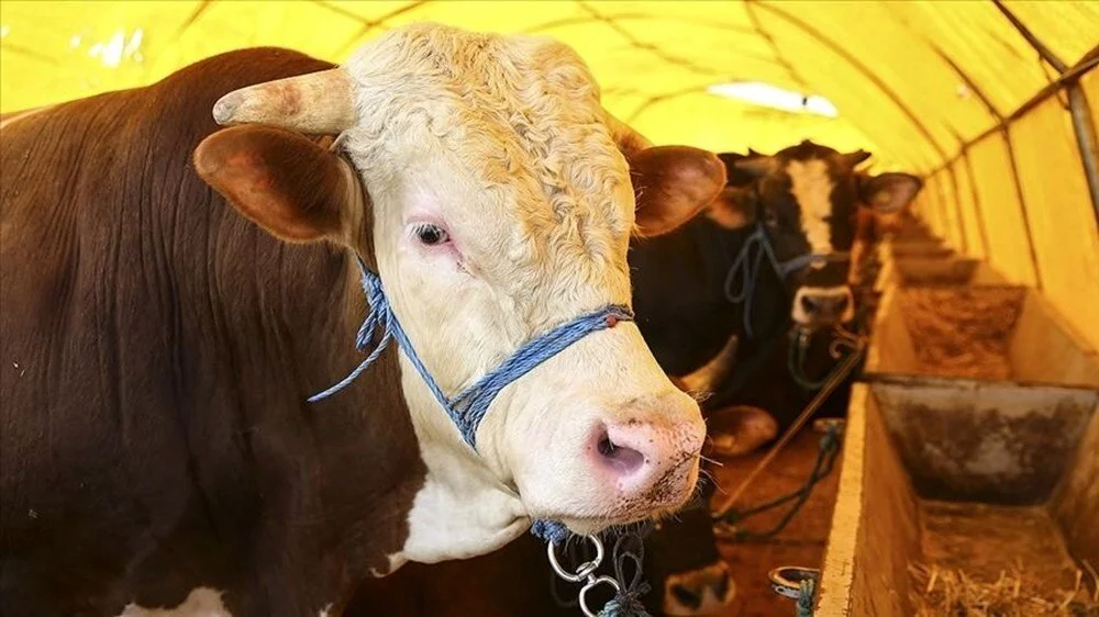 BAÜN Veteriner Fakültesi, Kurban Bayramı öncesi sağlıklı ve dini kurallara