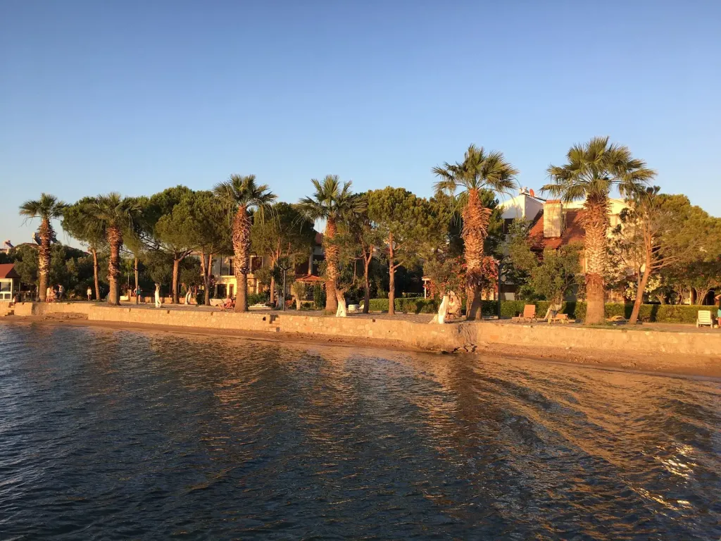 Balıkesir Burhaniye’de Zeytin Ağaçlarının Altında Gizlenen Koy AF1QipPqQeActEHTAsb6Qe9EBeg6DpFcBuul08SyDl4Is1600 k no - Marmara Bölge Gazetesi