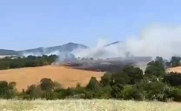 Balıkesir’in Gönen ilçesine bağlı Hacıvelioba Mahallesi’nde buğday ekili tarlada henüz