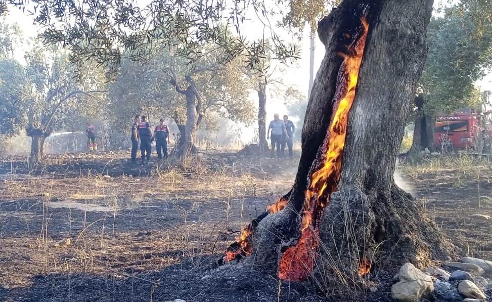 Balıkesir’in Edremit ilçesinde, zeytinlik alanda çıkan yangın paniğe neden oldu.