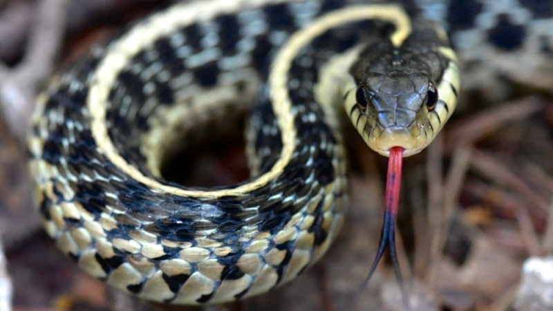 Balıkesir’in Gönen ilçesinde bir apartman dairesine giren yılan paniğe neden