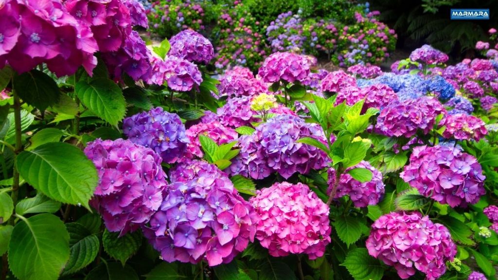 Ev bitkileri tutkunuysanız, bazı türlerin kapalı alanlarda uzun süre sağlıklı