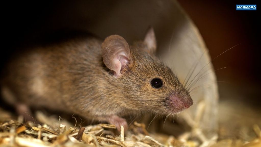 Evde kimyasal madde kullanmadan fareleri uzaklaştırmak mümkün mü? Evet! Güçlü