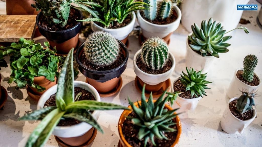 Eğer sık sık üzerinizde ya da evinizde nazar olduğunu düşünüyorsanız,