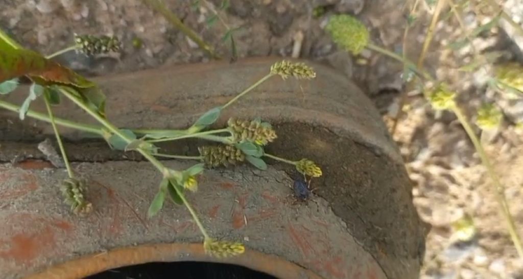 Yozgat’ta hayvan otlatmaya çıkan besiciler açık alanda kenelerle karşılaşmaya devam