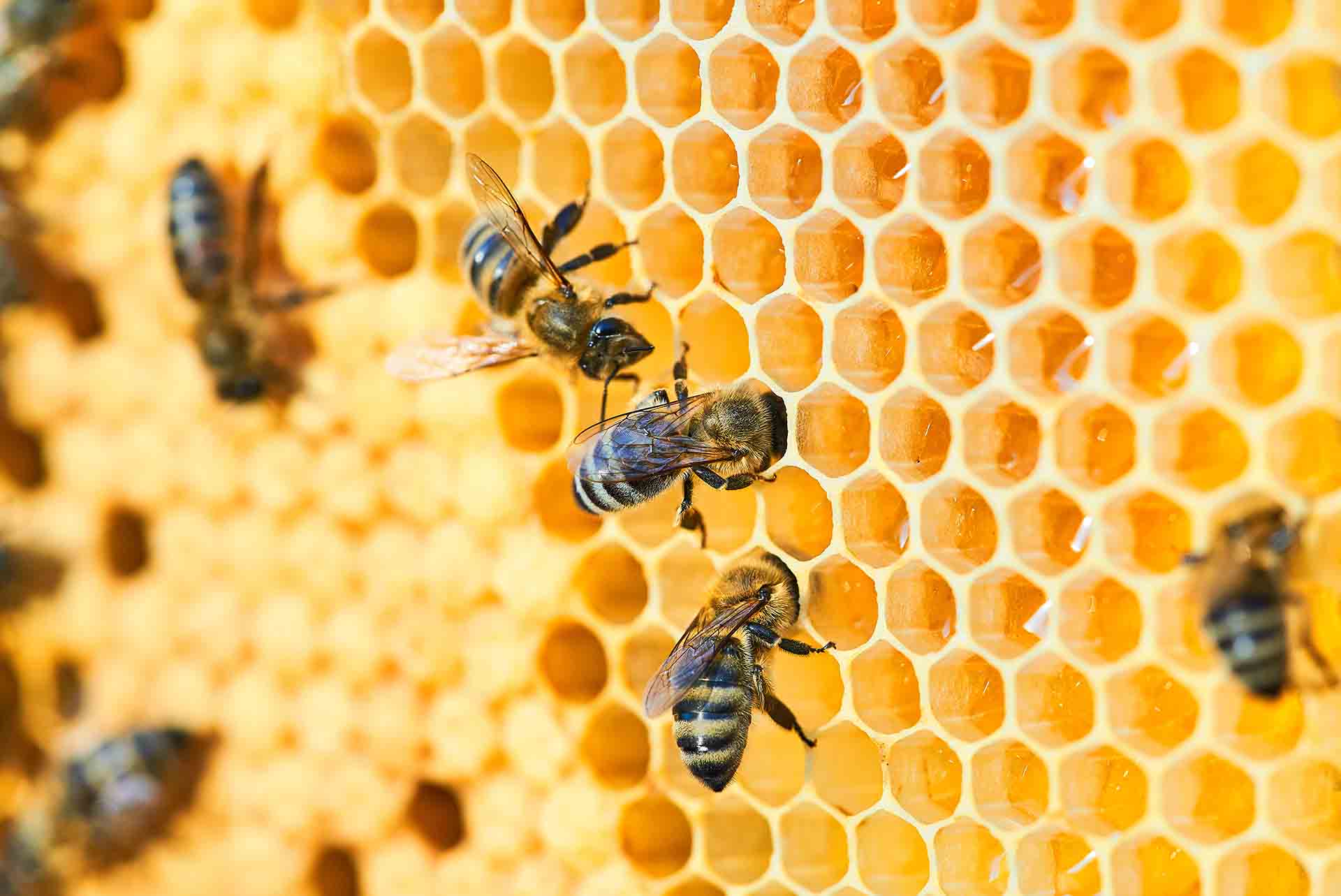 Açık Havada Oturmak İsteyenlere Müjde: Lavanta ile Arılardan Kurtulun balari min - Marmara Bölge Gazetesi