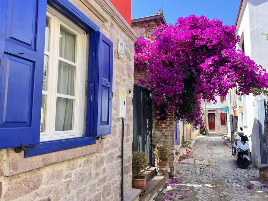 colorful Ayvalik street flowers 1024x768 1 - Marmara Bölge Gazetesi
