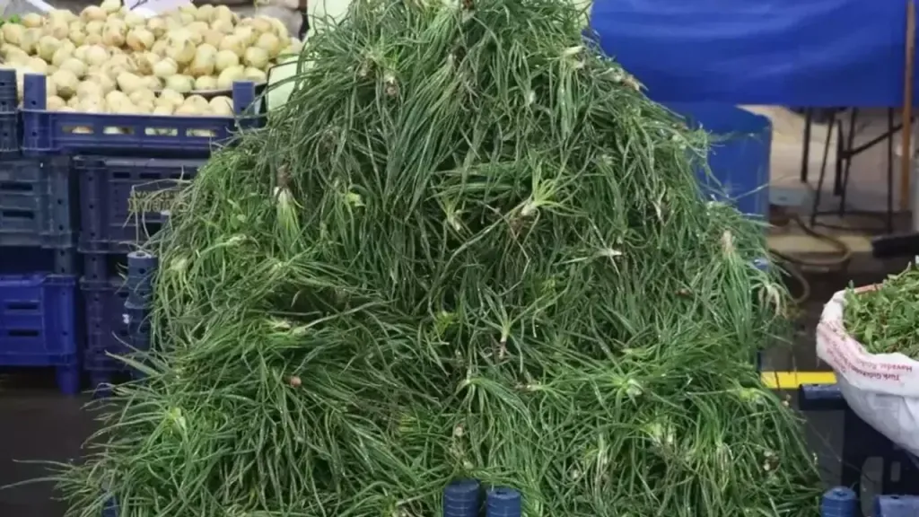 Balıkesir’de Güzelavrat Otu Alarmı! Zehir Saçıyor! delibatbat oyu 1 - Marmara Bölge Gazetesi