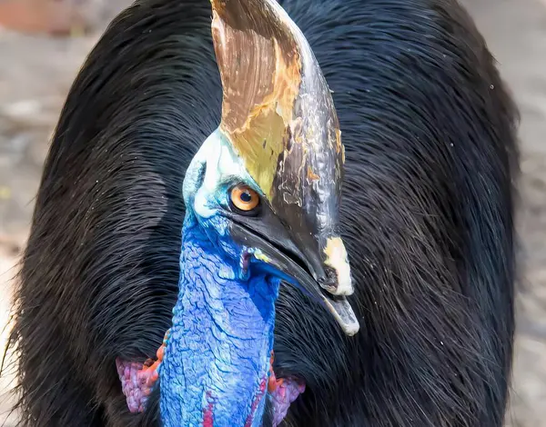 depositphotos 677722392 stock photo photography close bird very large - Marmara Bölge Gazetesi