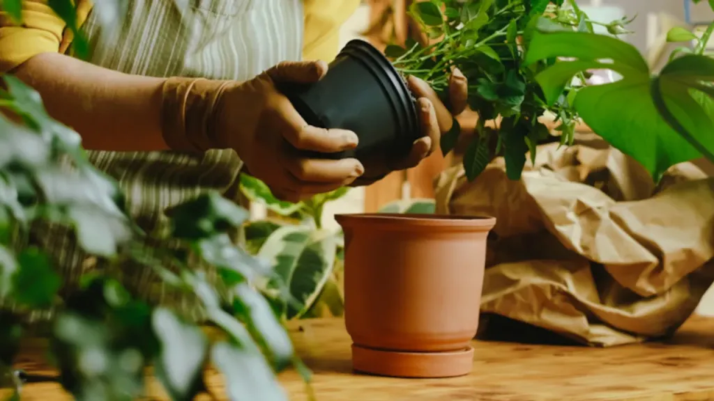 İç mekân süs bitkileri arasında en çok tercih edilen türlerden