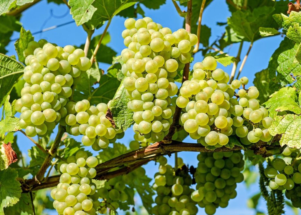 Balıkesir’in Bu Lezzeti Hem Uyku Düzenliyor Hem Hafızayı Güçlendiriyor! green grapes - Marmara Bölge Gazetesi