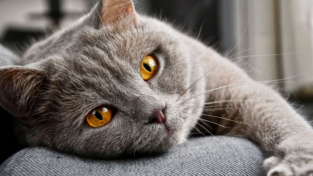 Evcil hayvan sahipleri arasında yaygın bir endişe ve efsane, “Kediler,