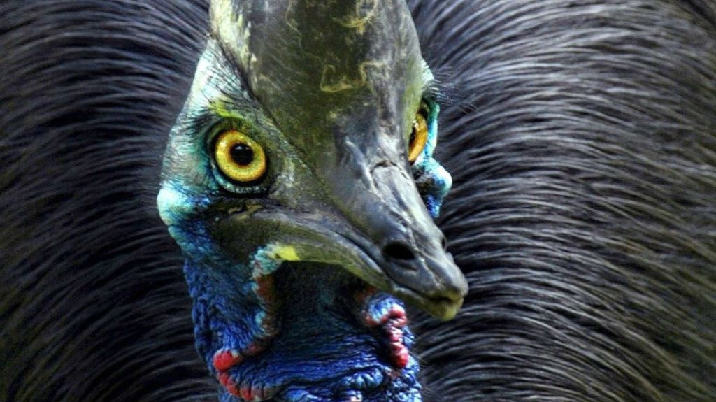Bu Kuşun Görünüşü Dinozora Benziyor, Bir Tekmesiyle Koca Bir İnsanı Öldürüyor! - Marmara Bölge Gazetesi