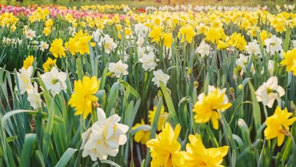 Balıkesir’in doğasında ve parklarında baharın gelişiyle birlikte açan nergis çiçekleri,