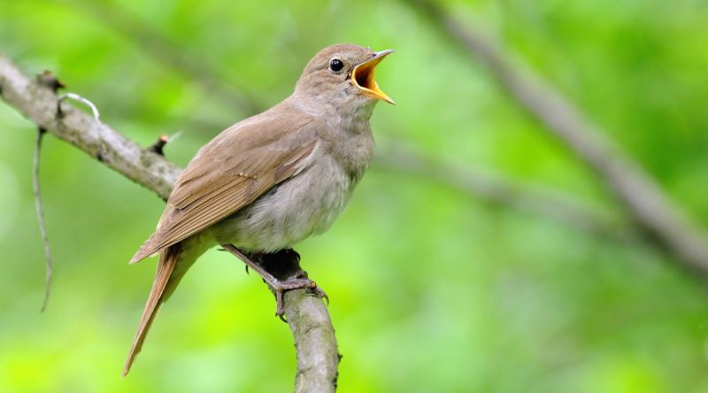 Bülbüller Dut Yiyince Ne Olur? İşte Şaşırtan Gerçekler rlP73N2cuRFtZqPU 638189085641710768 - Marmara Bölge Gazetesi