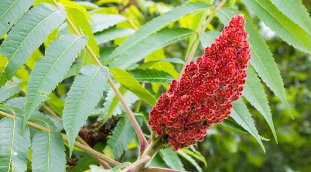 Geç Fark Ediliyor, Bir Dokunuşla Cildi Parçalıyor! Bu Bitkiye Temas Eden Aylarca Tedavi Görüyor sumak - Marmara Bölge Gazetesi